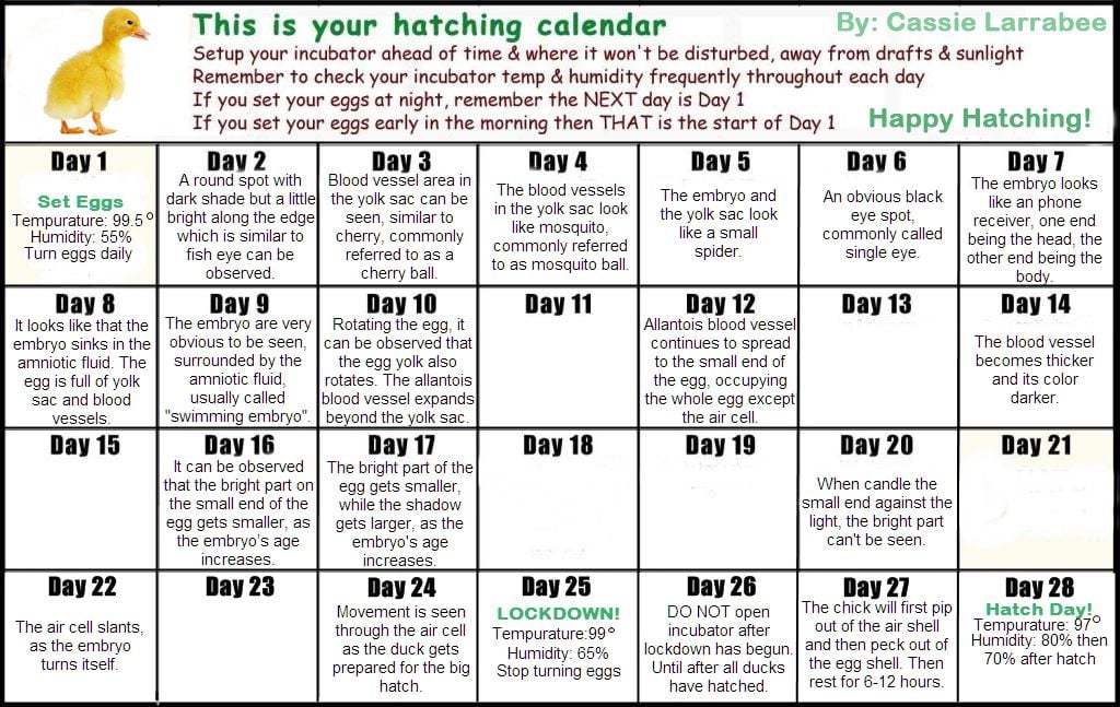 DUCK hatching/incubating calendar! Move aside chickens, DUCKS COMING 