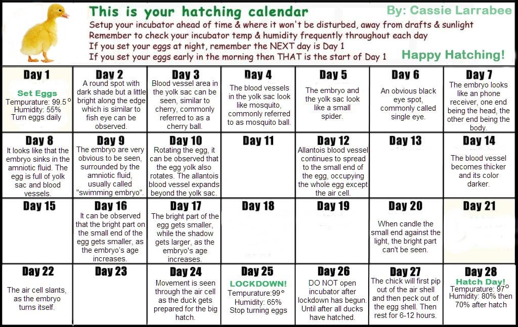 Detail Hatching chicken eggs calendar Incumaker