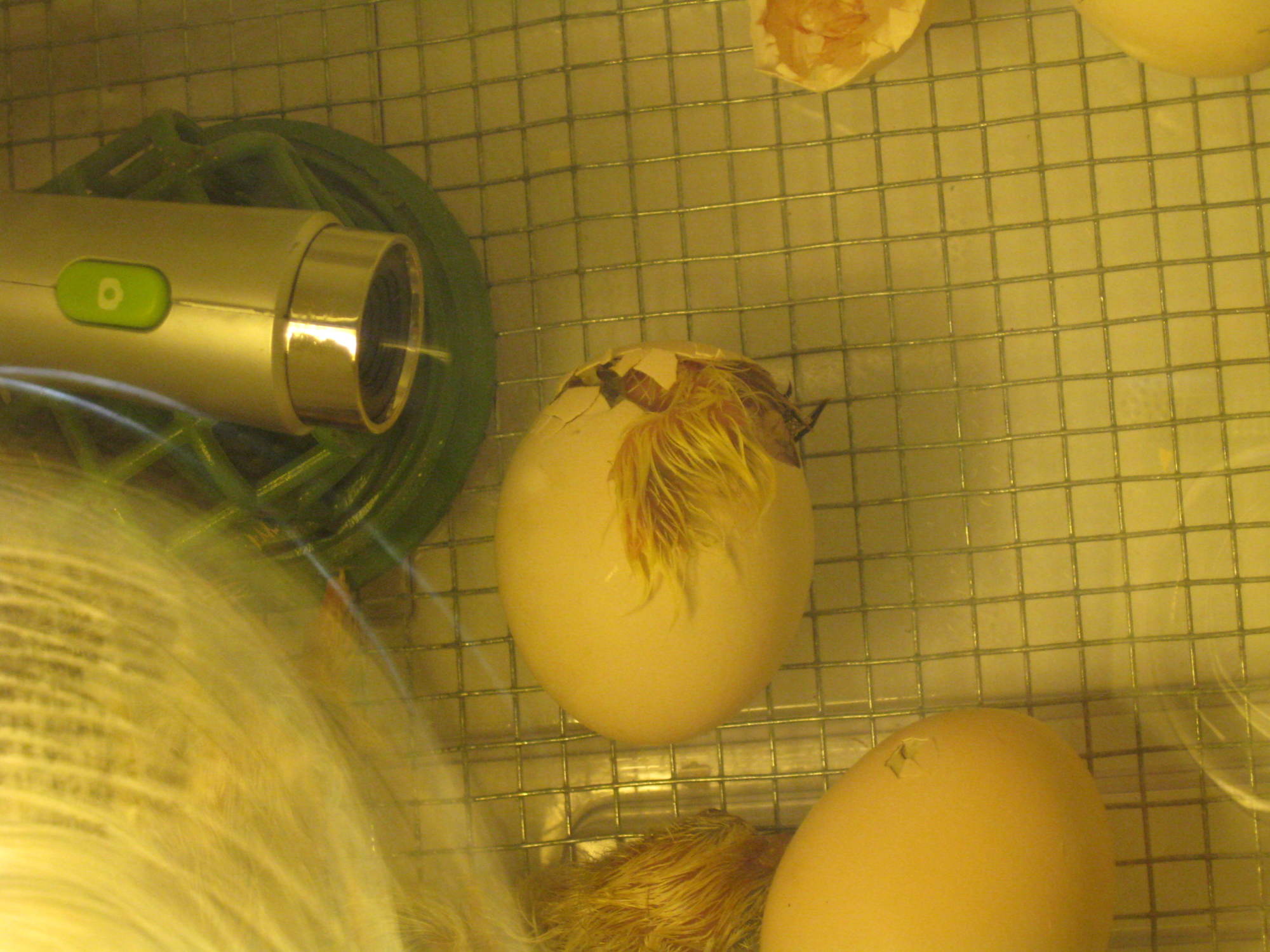 Camera and egg hatching