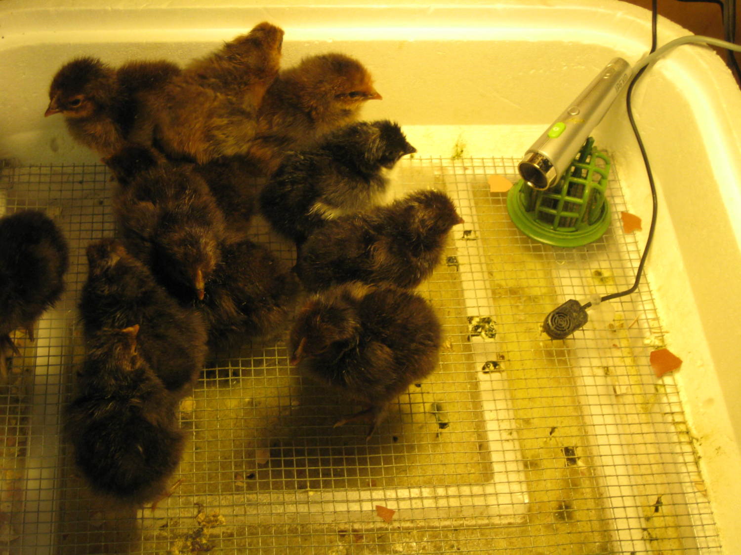 Chicks checking out the camera. "Are you my mother?"