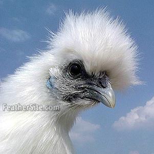 bearded non silkie silkies baby sex ques male female