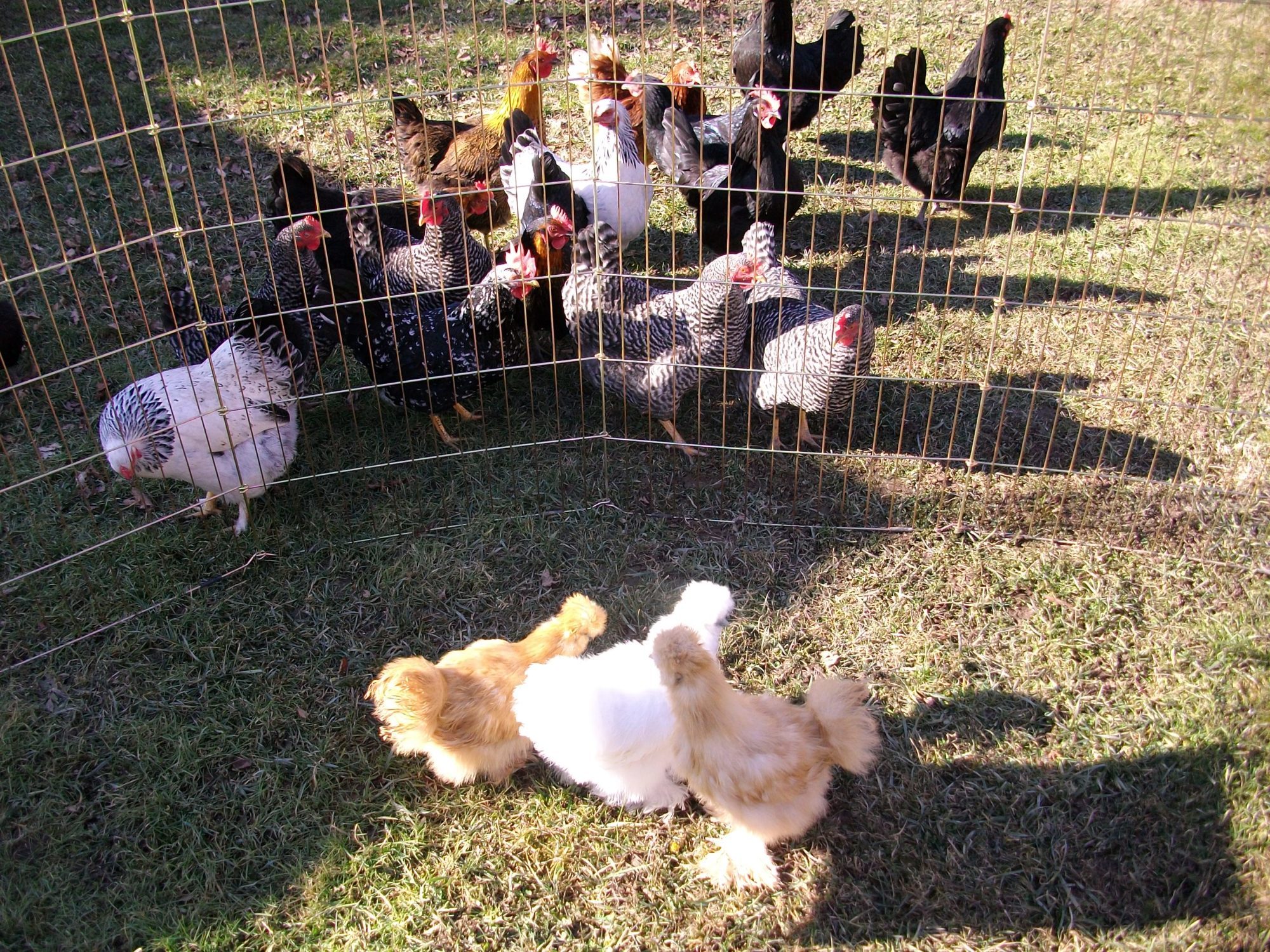 Three month old silkies meeting the big laying girls!