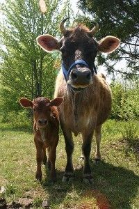 400px-Jersey_cow_and_her_calf-200x300.jpg