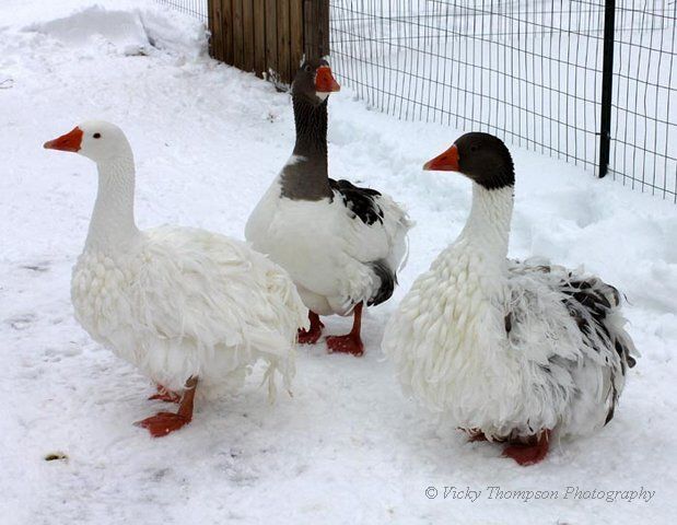 My Smooth Saddleback gander.
