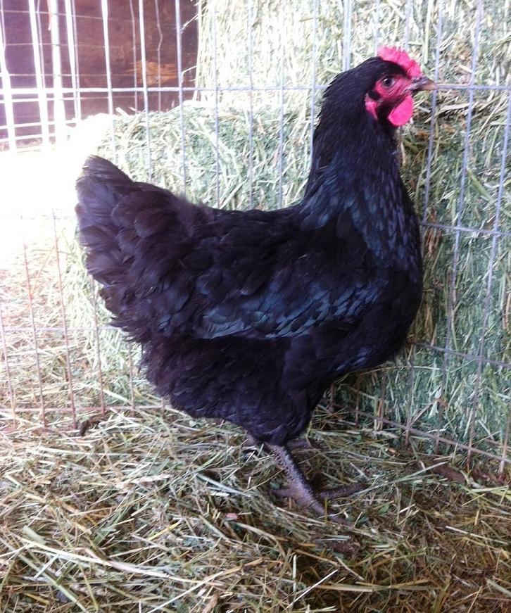 Auction 8 Black Jersey Giant eggs Page 2