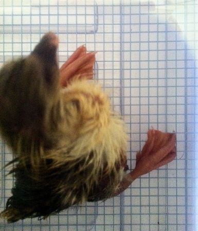 Gosling2.jpg