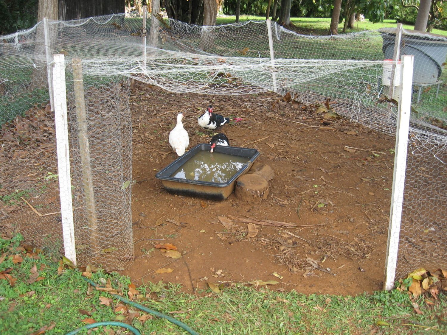 1 Day Duck Coop From Recycled Materials - BackYard ...