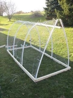 backyard birds since Spring 2011: Tetra Tint and Amber Link