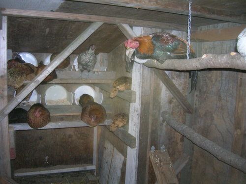 Roosting Bar
