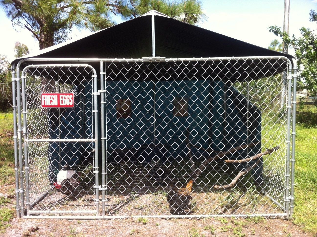Dog Kennel Coop - BackYard Chickens Community