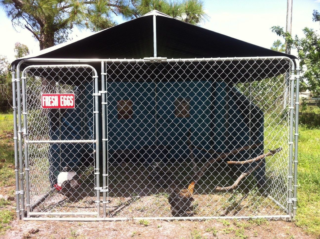 Dog Kennel Coop BackYard Chickens Community