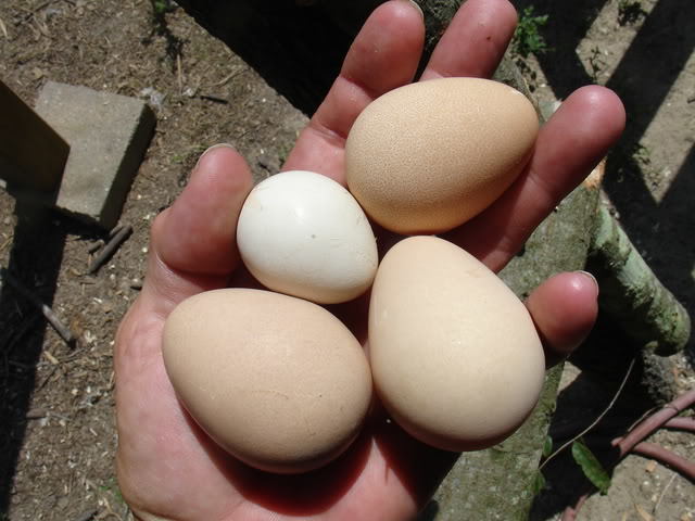 are-these-peafowl-eggs