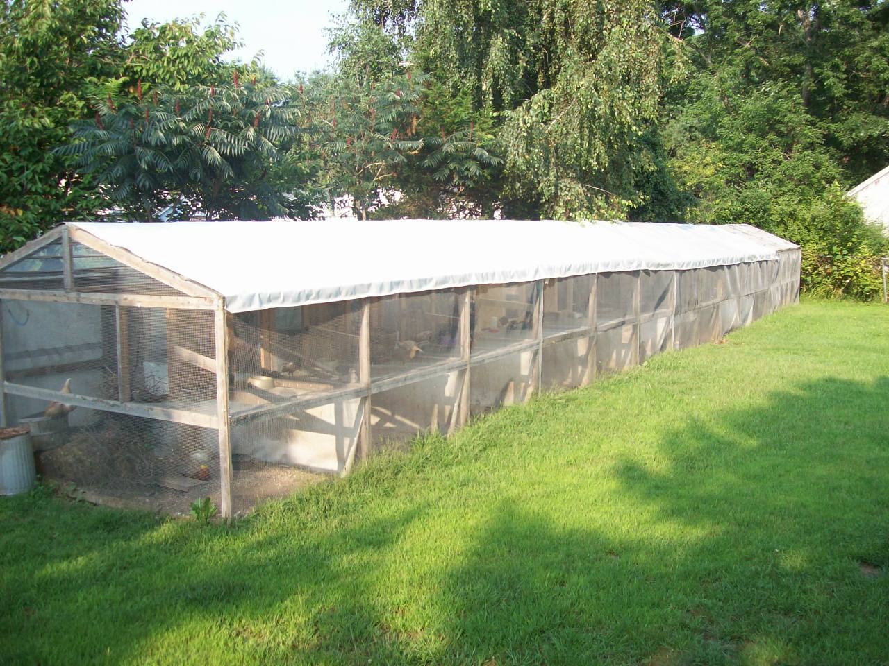 pictures-of-pheasant-housing-run-page-14