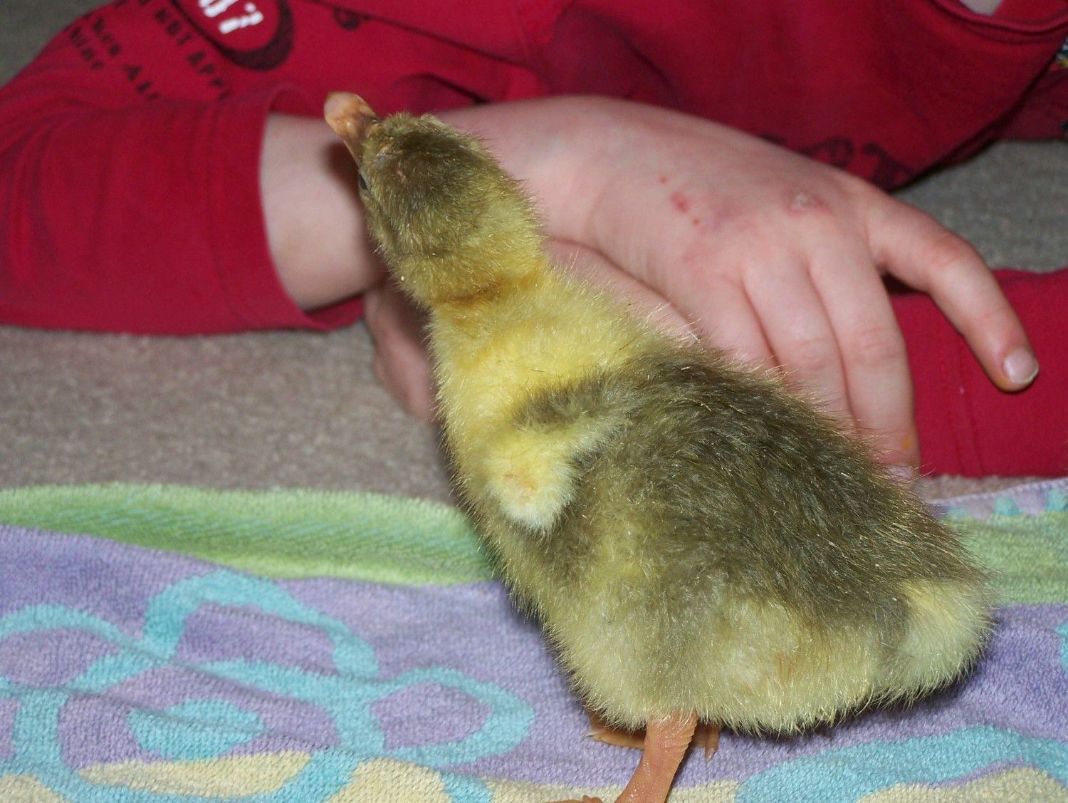 goslings 4-3-12 006.JPG