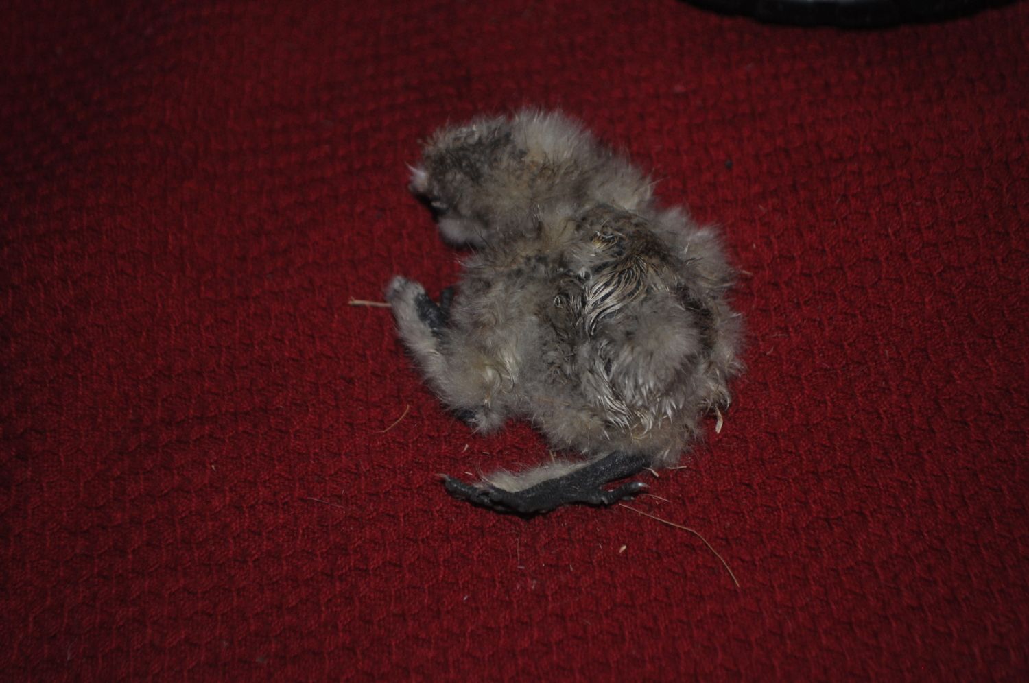 DSC_0268.JPG