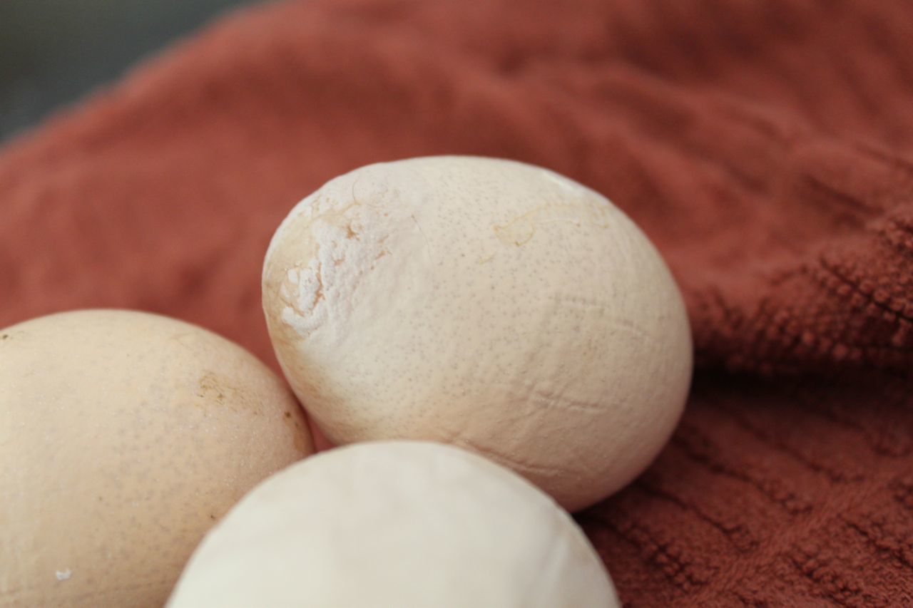 Bad eggs - safe to eat the chicken? *pics*