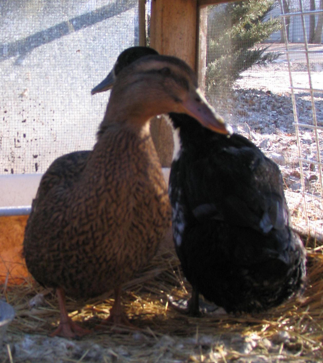 Here are pictures of mine. IMG_0003.JPG