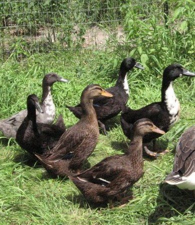 dUCKS.jpg