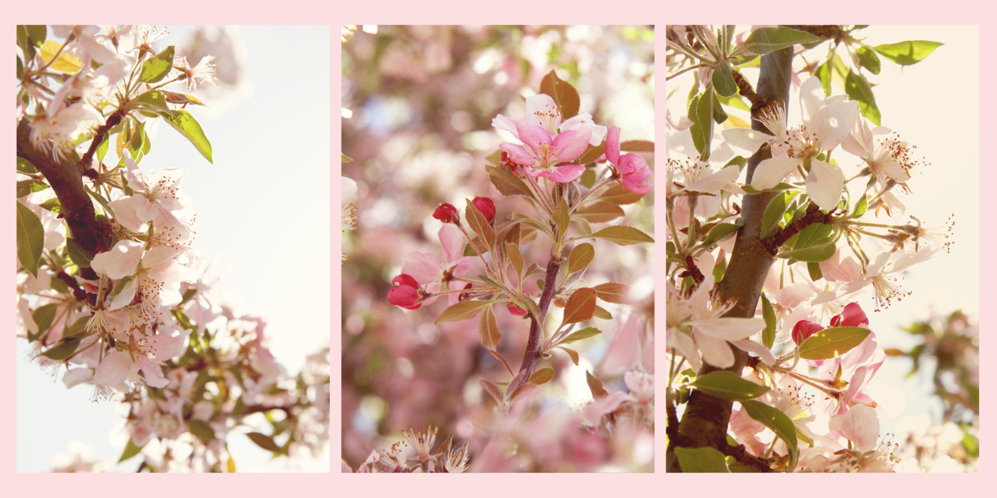 appleblossoms.jpg