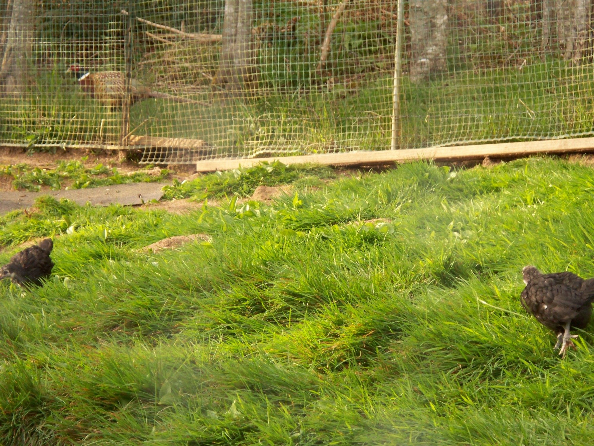 Chicken Tracter 013.jpg