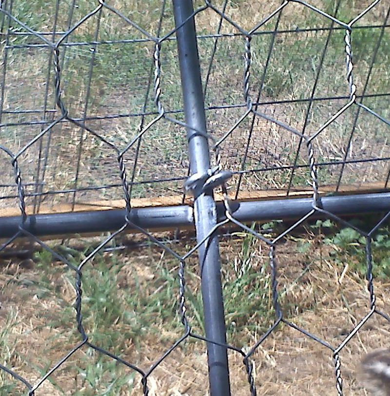 Our Hoop Coops - BackYard Chickens Community