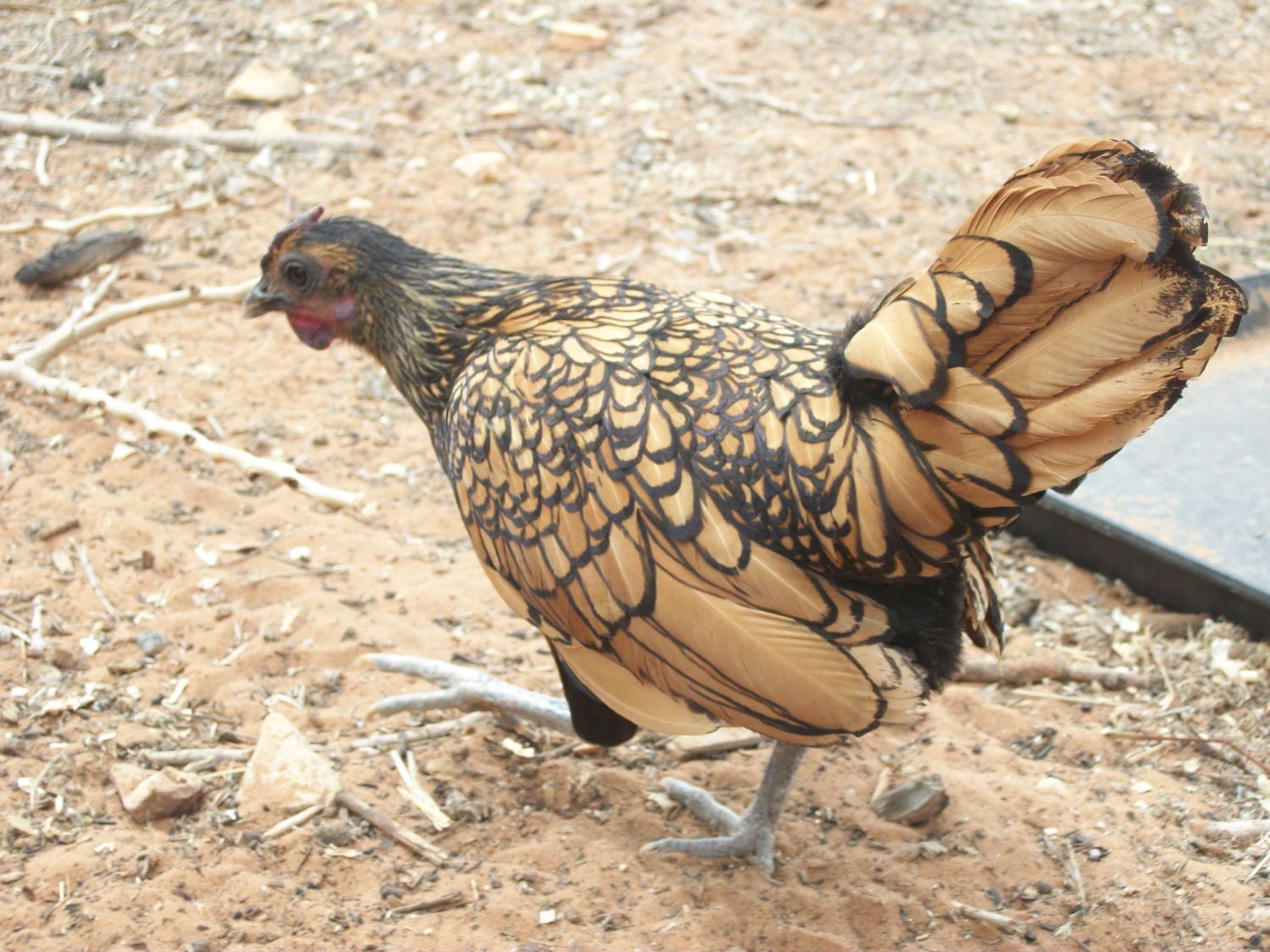 This is one of my Sebright Bantams, Jangle: