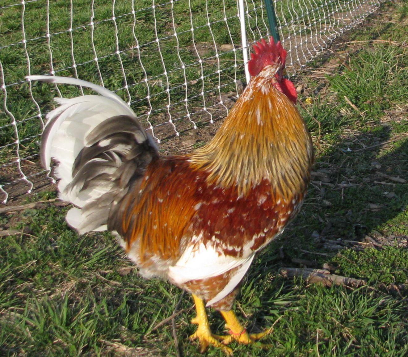 8 +++ Hatching Eggs Rare "Swedish Flower Hens" (Greenfire Farm Line)