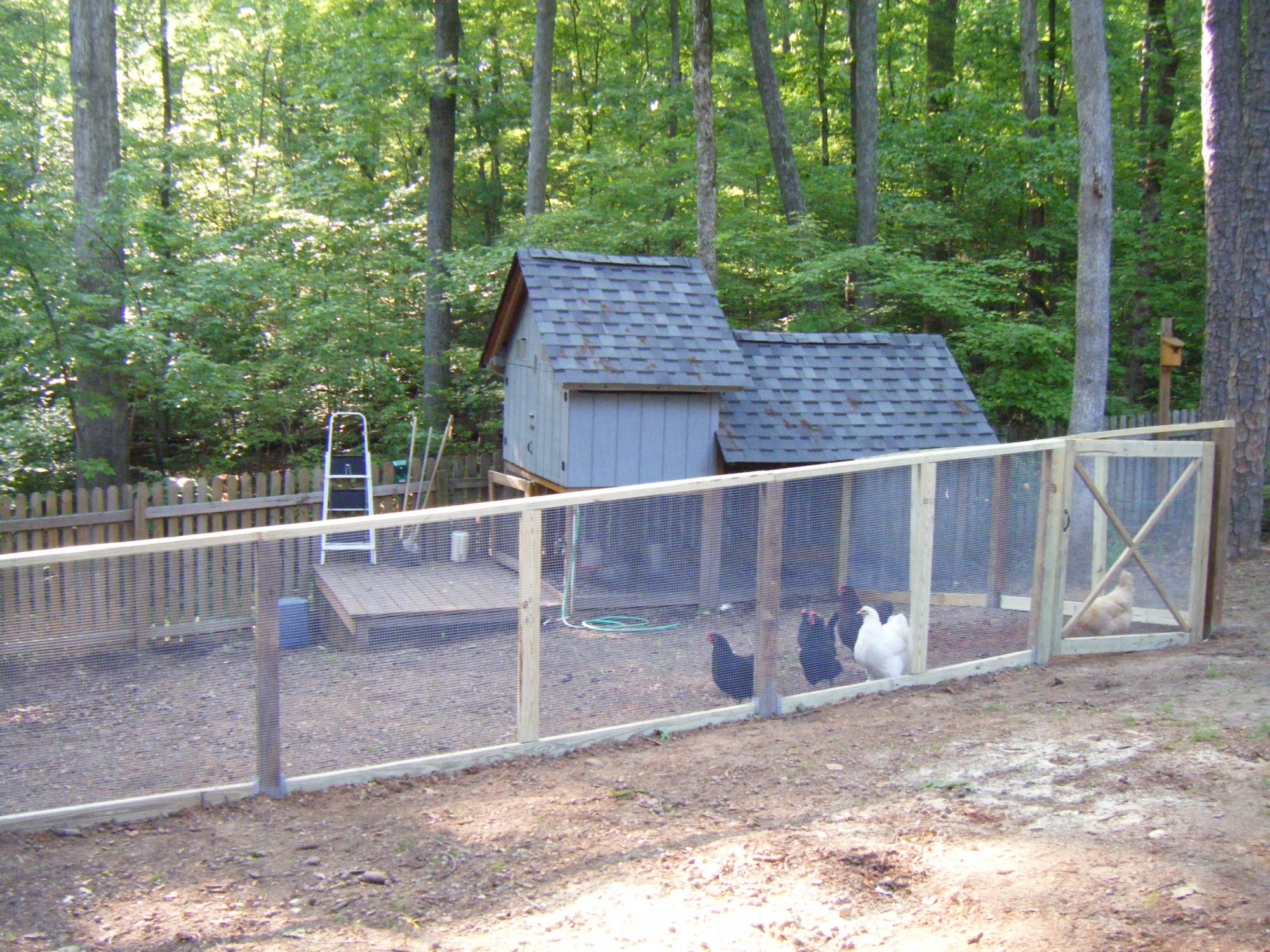 New Fenced in Chicken Yard!!! PICS!!!