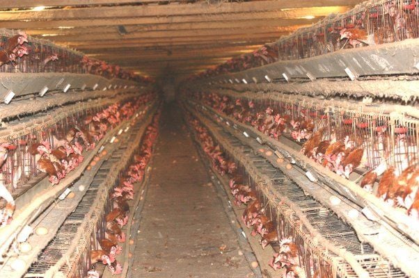 battery-hens - BackYard Chickens Community