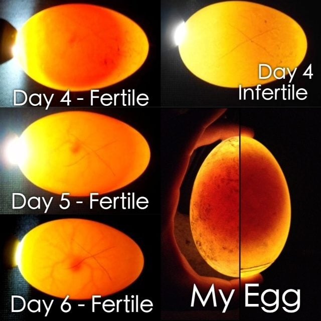 How Do You Know If Cockatiel Eggs Are Fertile