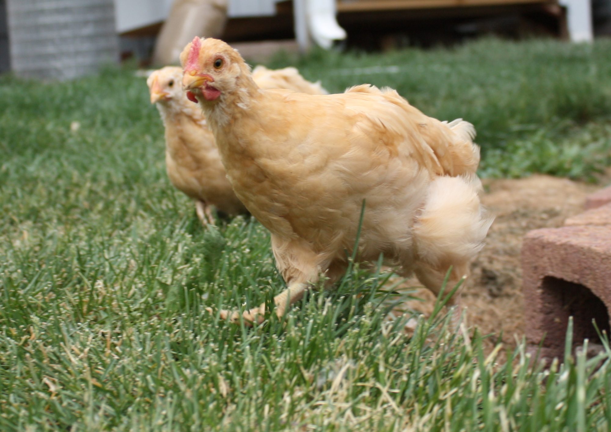 Can Chickens eat canned Vegetables?