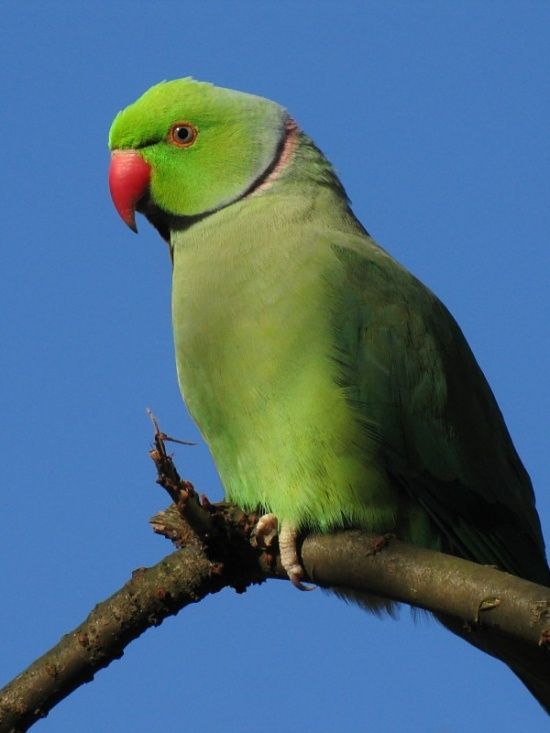 550px-Rose-ringed_Parakeet.jpg