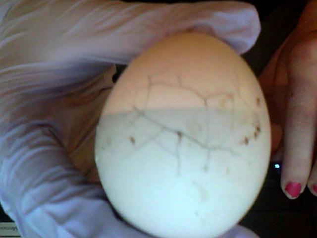 will a craked fertile chicken egg hatch!!!!!