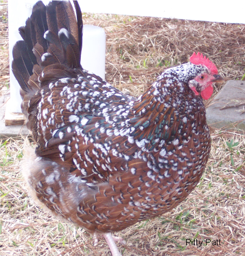Speckled Sussex Roo Or Hen