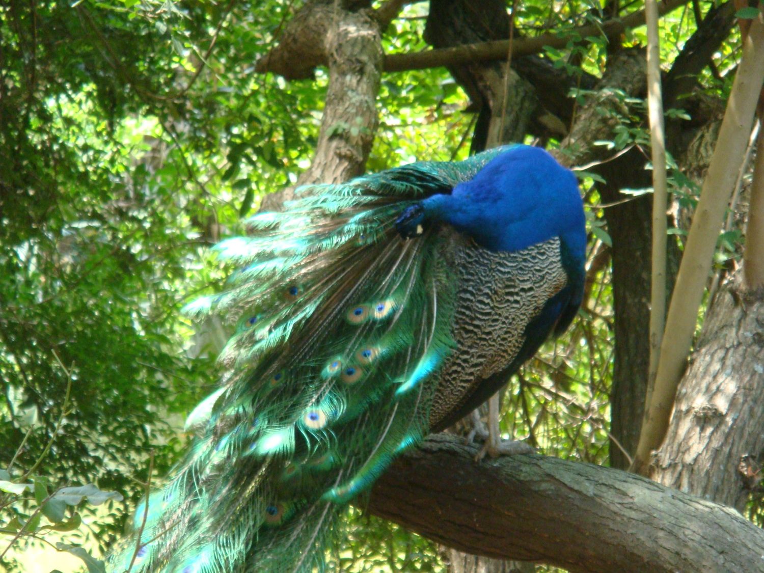 Image result for peacock preening