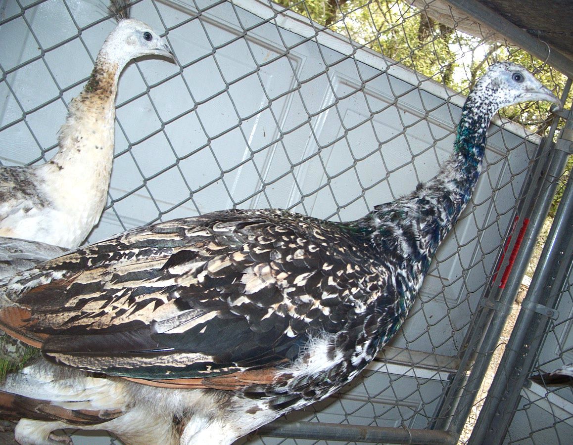 TPF%20BS%2010b%20Pair12--02-16%20BS%20Yearling.jpg