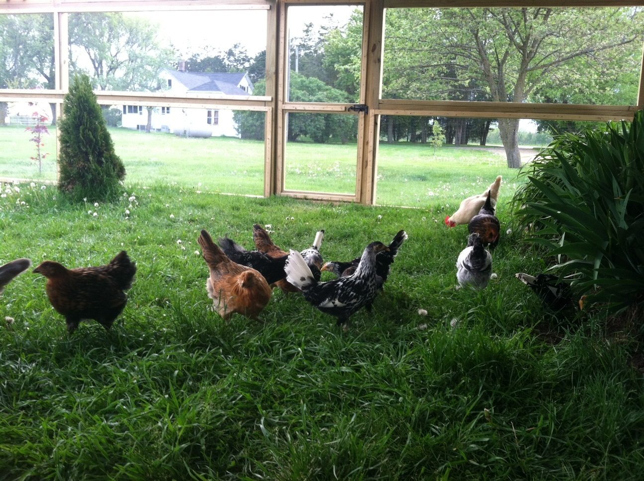 Backyard Chickens Care | Small Backyard Landscaping Ideas