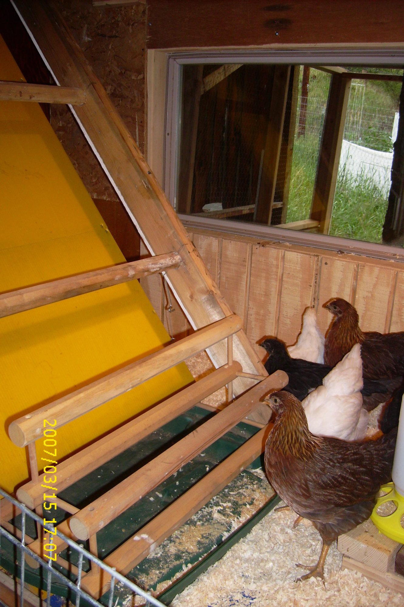 pullets admire the poop slide.jpg