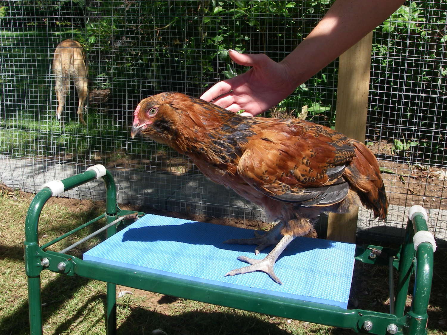 We are Newbies! Are these all roosters? 8 weeks old. Many thx