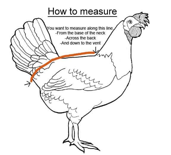 printable-template-chicken-saddle-pattern-with-wing-protectors-printable-templates-free