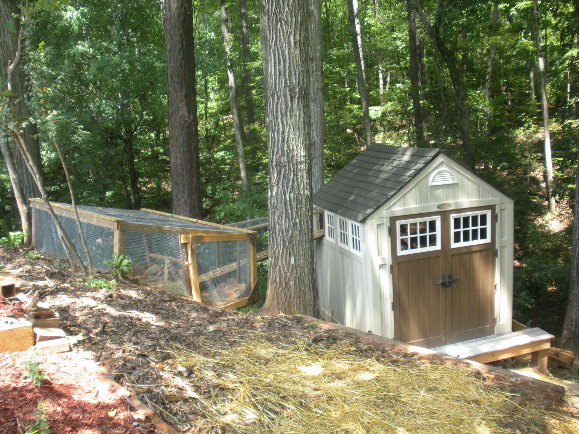 Shed Chicken Coop