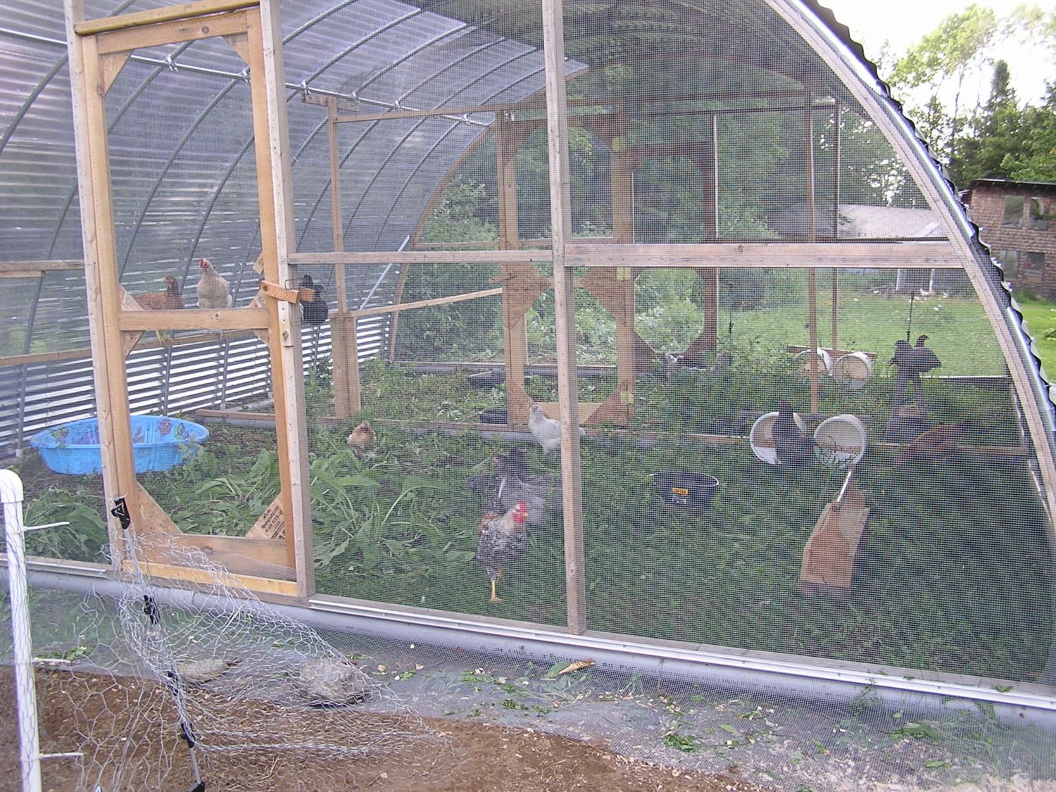 Hoop Chicken Tractor