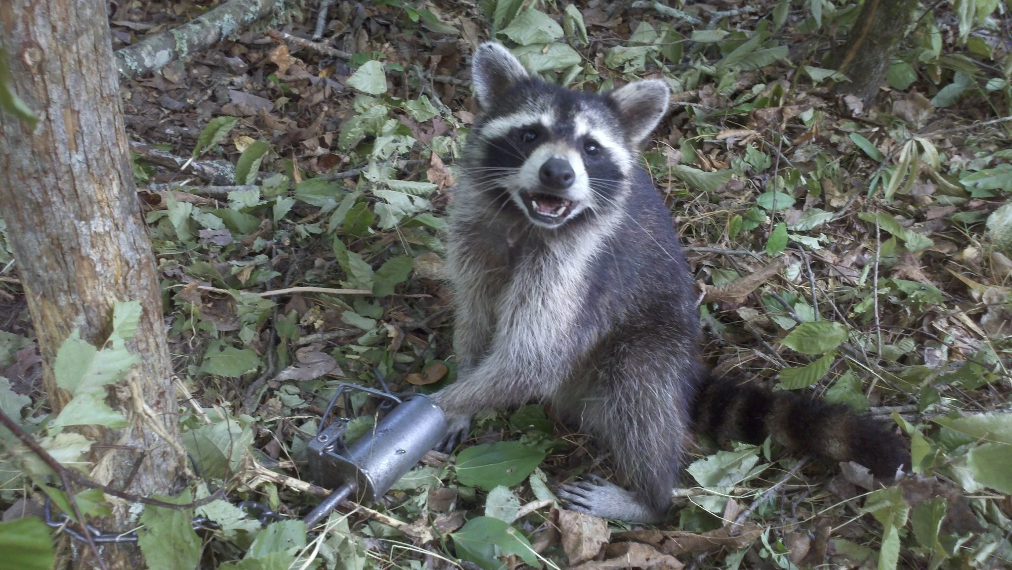 by-far-the-biggest-raccoon-i-ve-ever-seen
