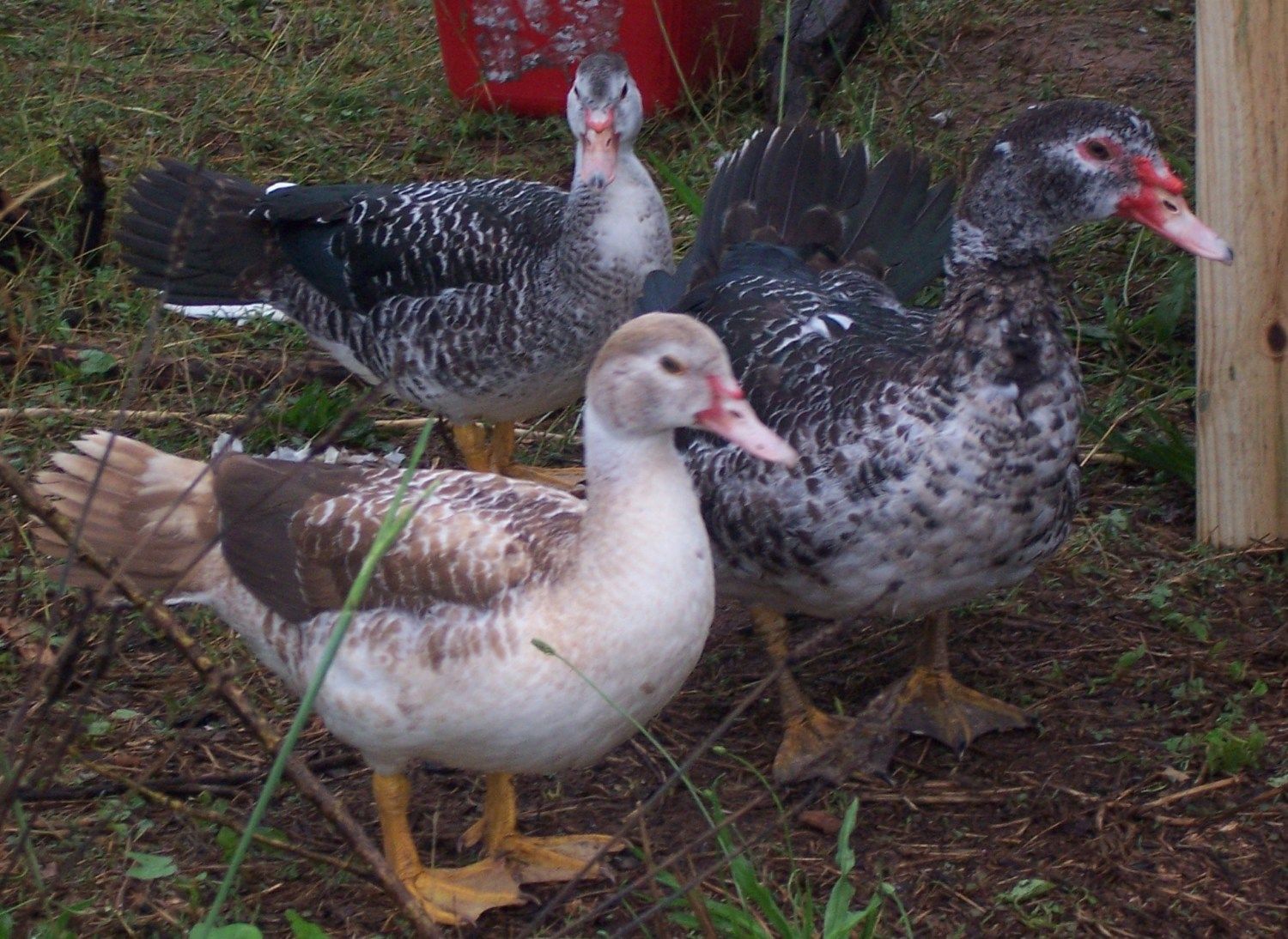 are these all muscovy ducklings?