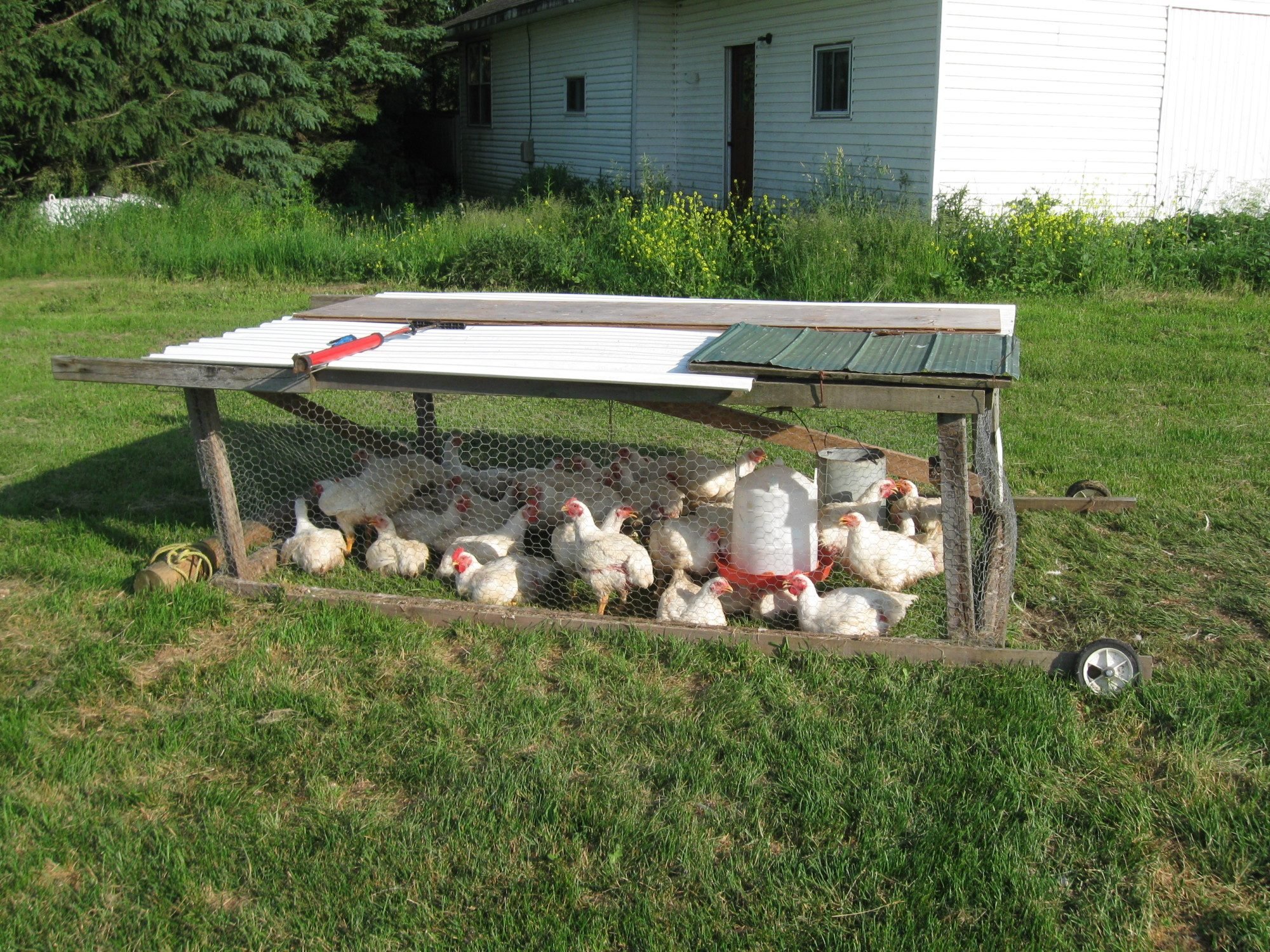 ... chicken coop for my meat birds and it was pretty cheap to build