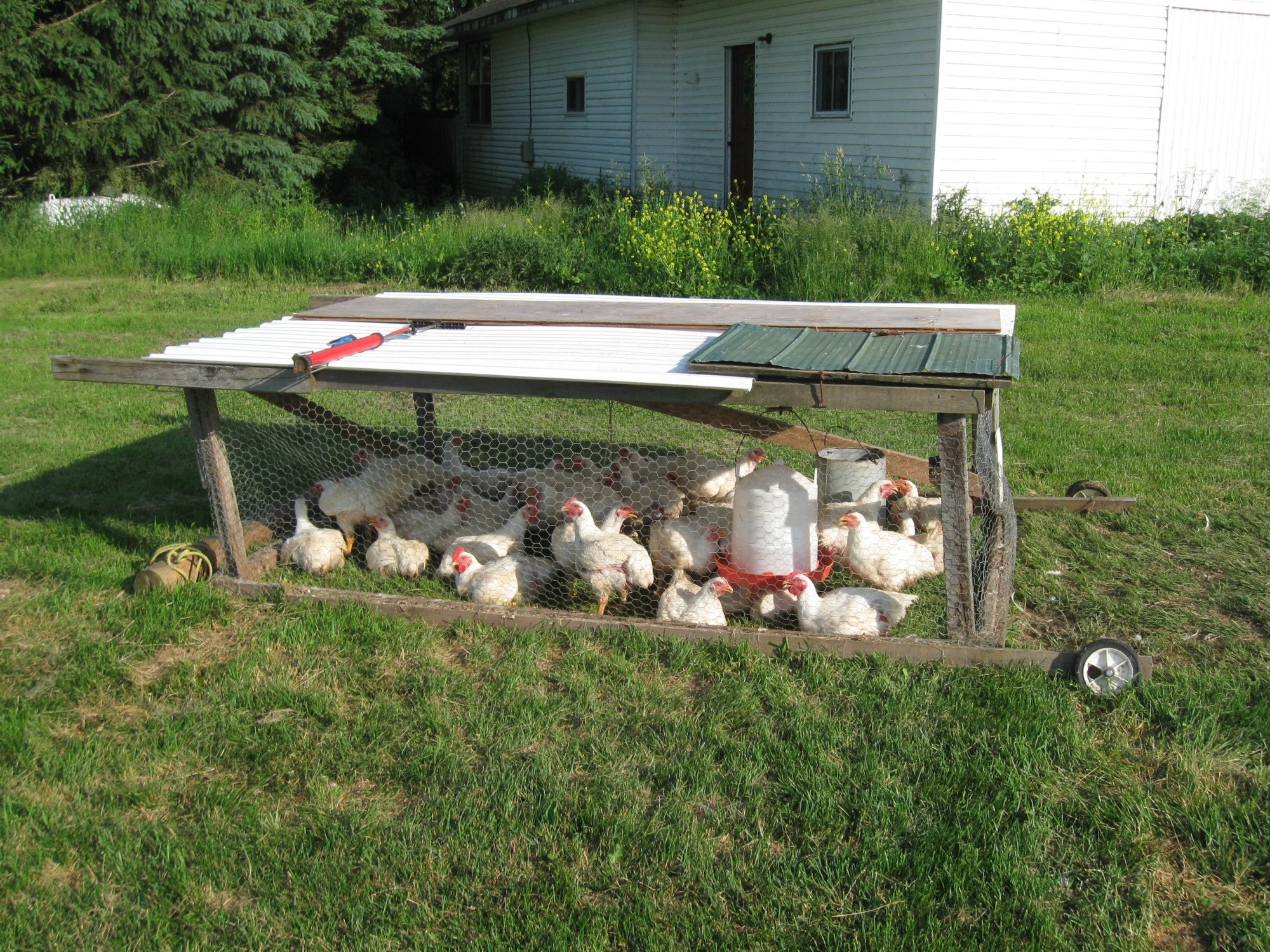 Cheap Chicken Coops