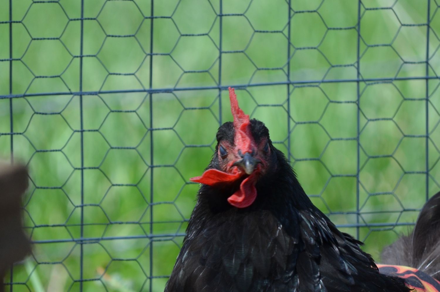 Odd or Unusual Chicken Names