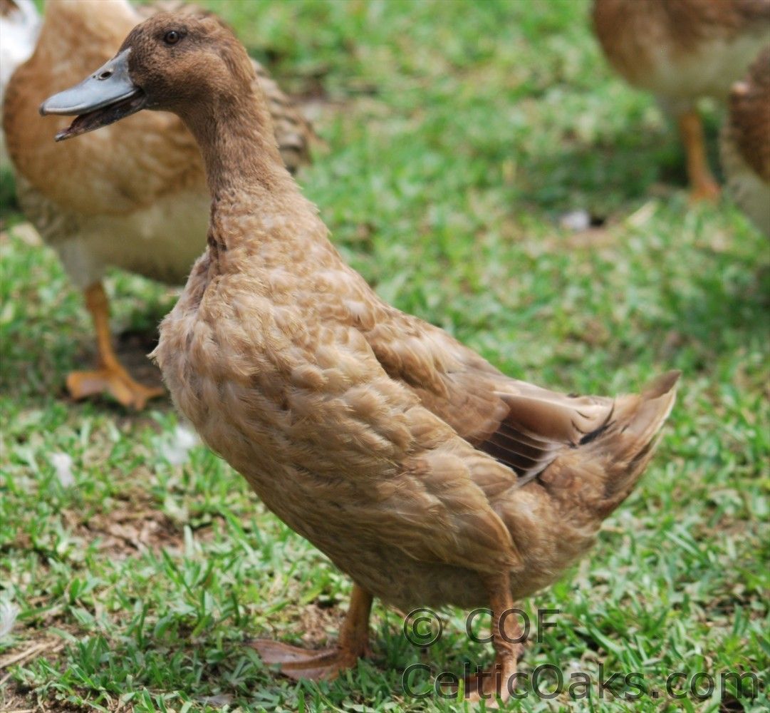 Is my duck hen mallard?