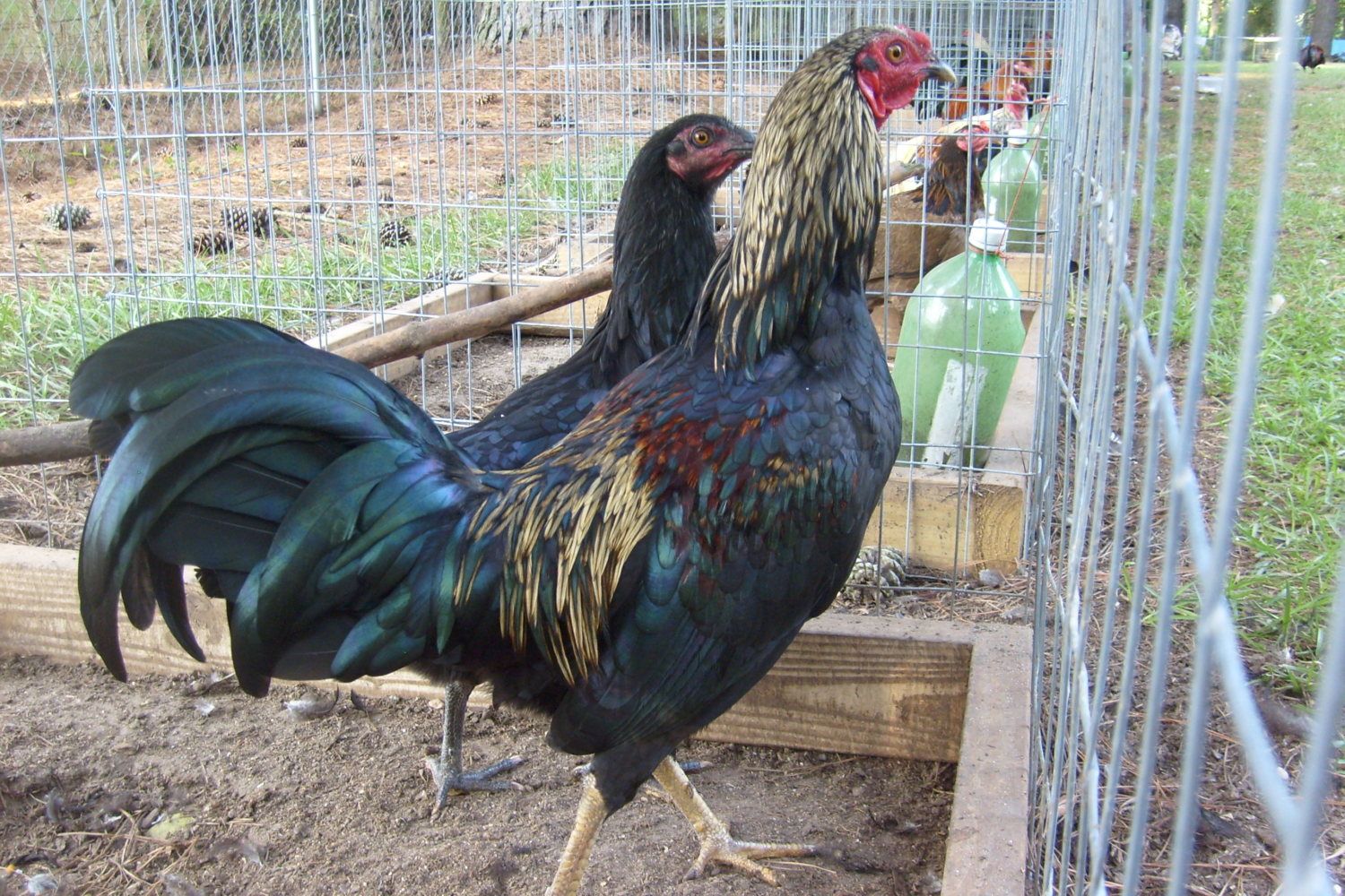 gamefowl eggs for sale. gamefowl eggs for sale.