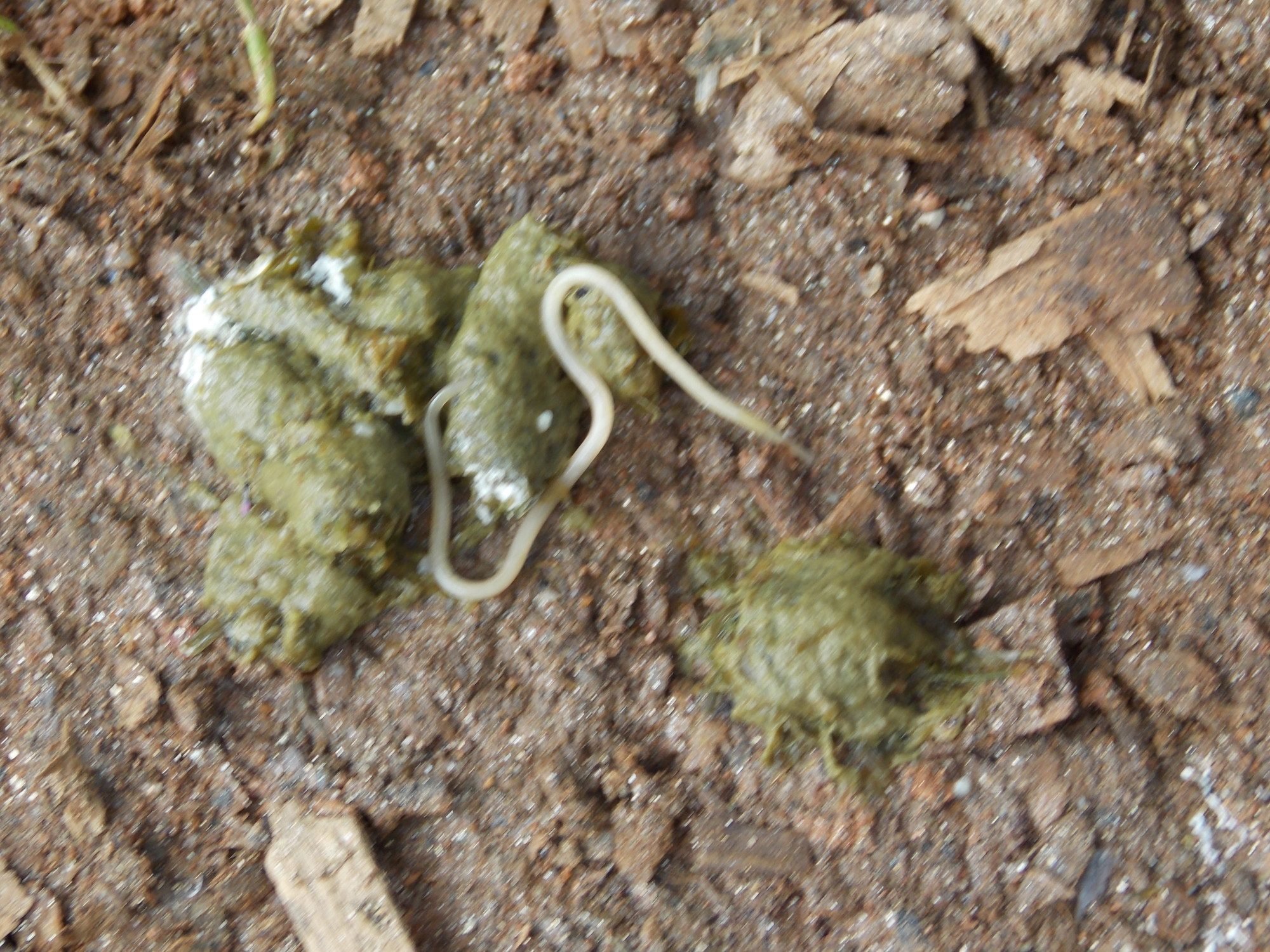 Found our first poop worm...2000 x 1500